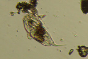 Cephalodella