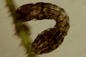Black fly larva