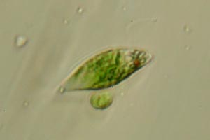 Euglenid, chlorophyte