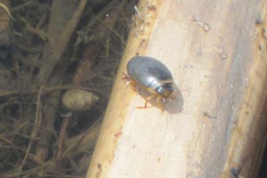 Water beetle, pond snail