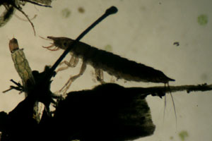 Diving beetle larva