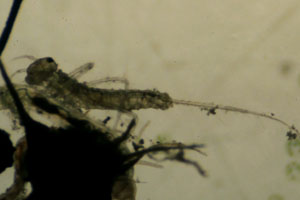 Stonefly larva