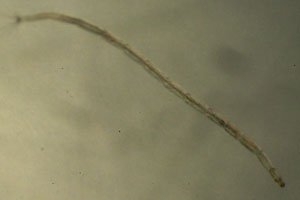 Punkie larva