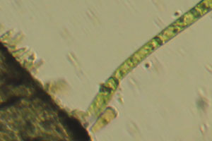 Chlorophyte