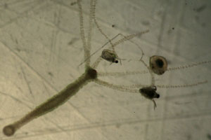Hydra with water fleas
