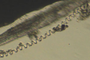 Spiral lignin from xylem