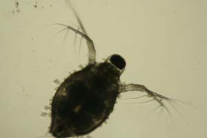 Water flea