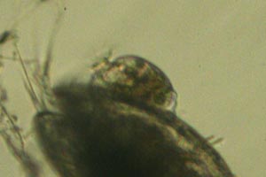Lagenophrys