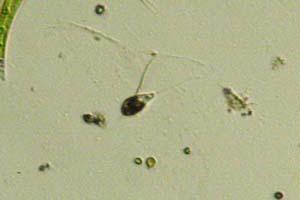 Euglenozoa