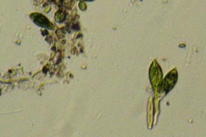 Germinating chlorophyte