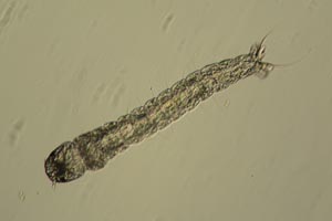 Midge larva