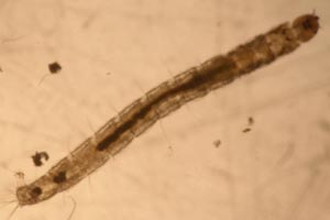 Midge larva