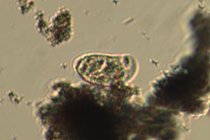 Phyllopharyngea