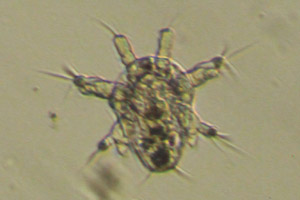 Copepod larva