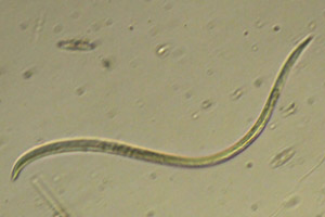 Roundworm