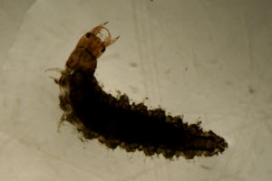 Hydrophilid larva