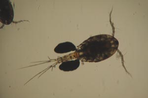 Cyclopoid with eggs