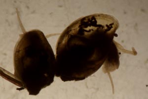 Tadpole snails