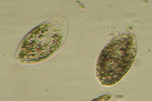 Spirotrich, Phyllopharyngea