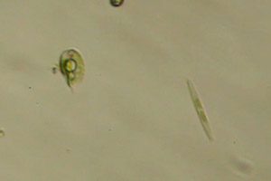 Phacus, diatom