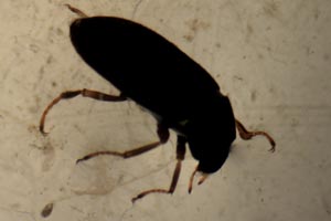Water beetle, Bursaria