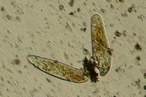Nassulopsis
