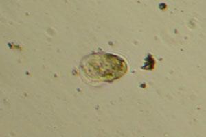 Phyllopharyngea
