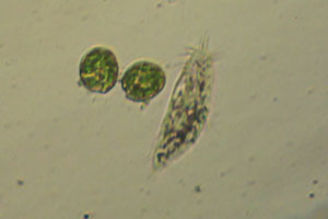 Spirotrich, Euglena