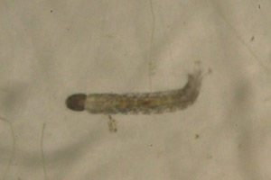 Mide larva