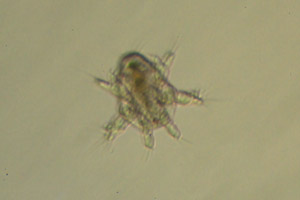 Copepod larva